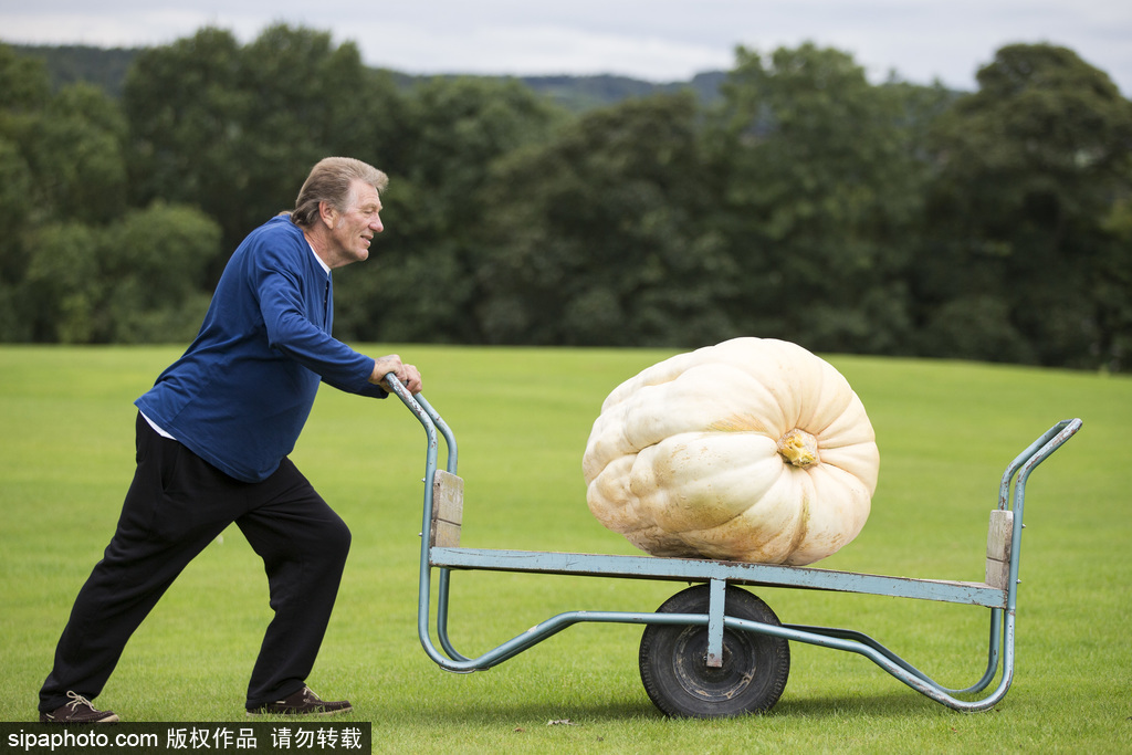 英國舉行“巨型蔬菜競賽” 南瓜綠菜中“巨無霸”亮相驚呆路人