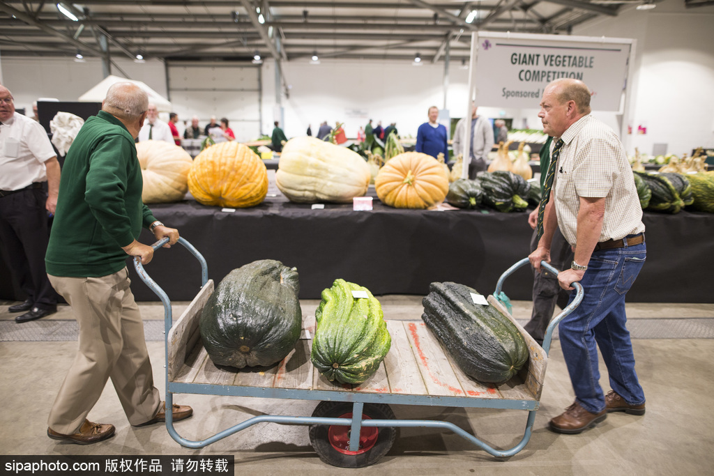 英國舉行“巨型蔬菜競賽” 南瓜綠菜中“巨無霸”亮相驚呆路人