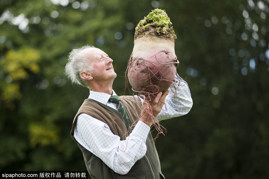 英國舉行“巨型蔬菜競賽” 南瓜綠菜中“巨無霸”亮相驚呆路人