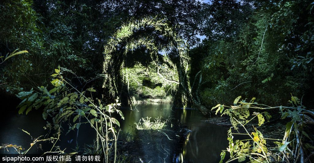 巴西熱帶雨林的投影 攝影師打造震撼光影涂鴉提倡環保