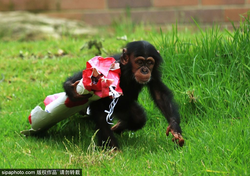 盤點動物圈的圣誕節 確定你們不是來賣萌的？