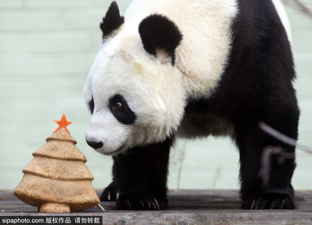 盤點動物圈的圣誕節 確定你們不是來賣萌的？