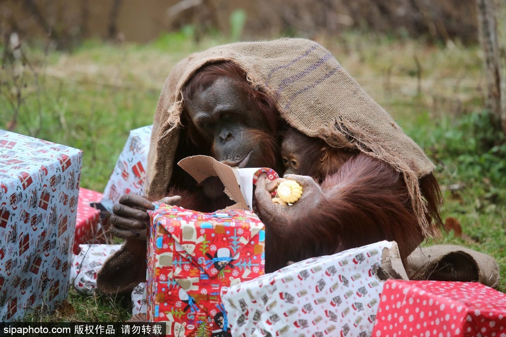 盤點動物圈的圣誕節 確定你們不是來賣萌的？