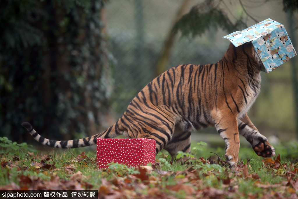 盤點動物圈的圣誕節 確定你們不是來賣萌的？