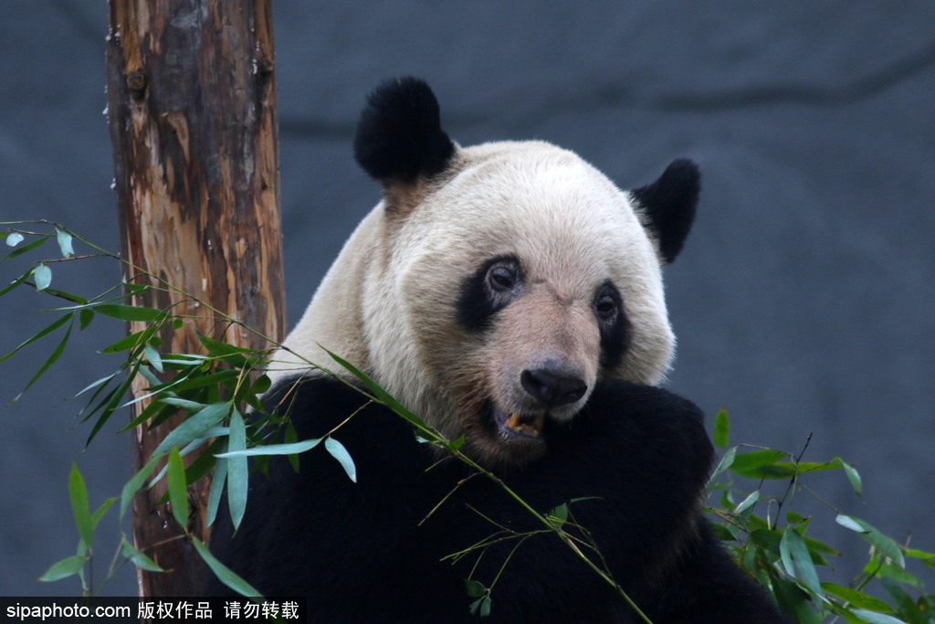 江蘇動物園國寶大熊貓首次對外開放 吸引數萬游客圍觀