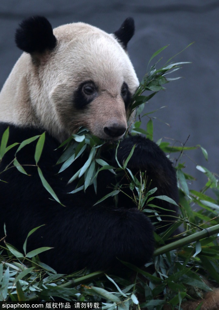 江蘇動物園國寶大熊貓首次對外開放 吸引數萬游客圍觀