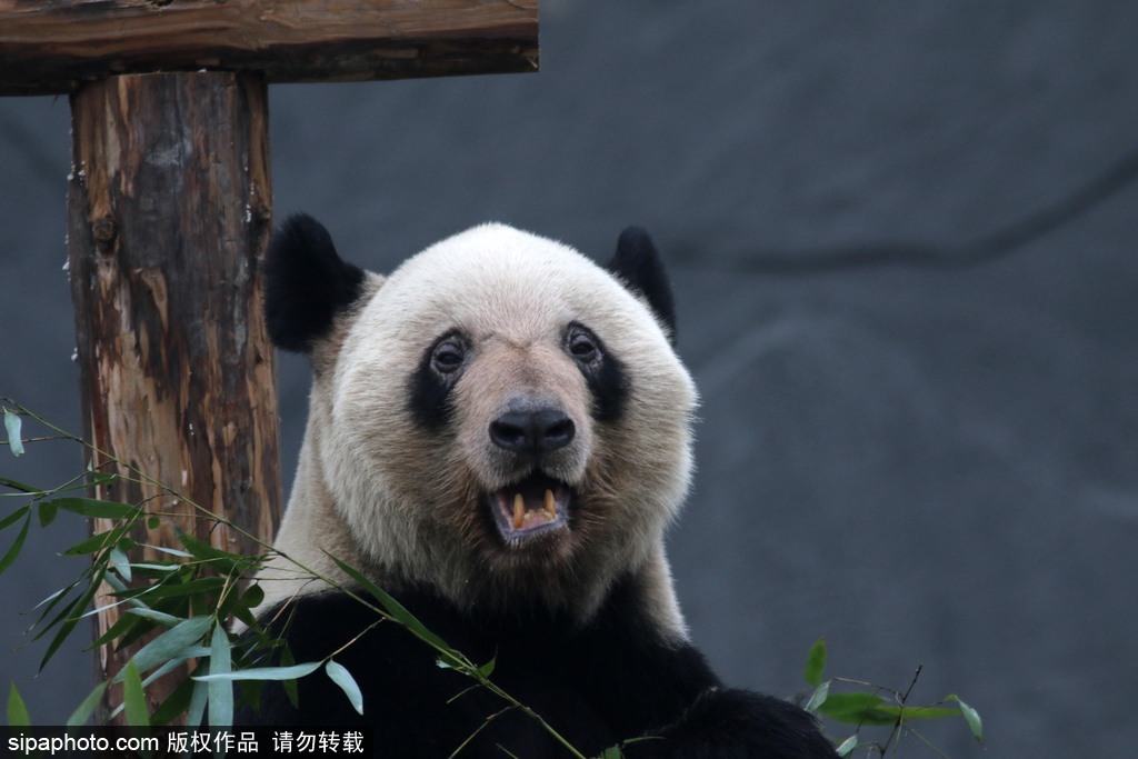 江蘇動物園國寶大熊貓首次對外開放 吸引數萬游客圍觀