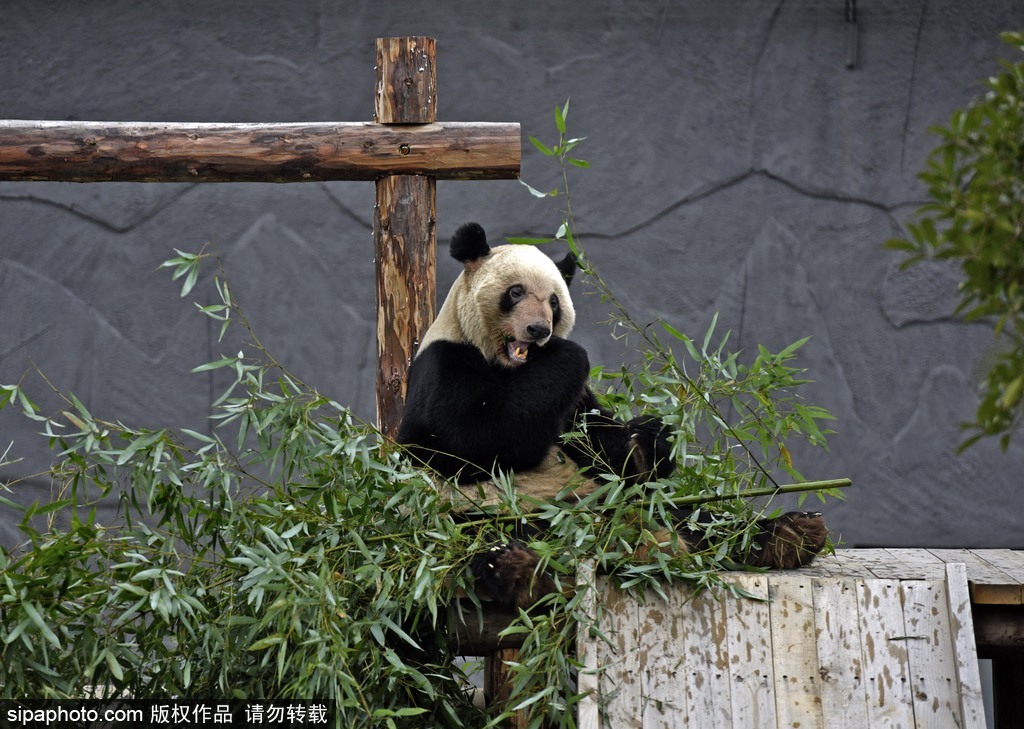 江蘇動物園國寶大熊貓首次對外開放 吸引數萬游客圍觀