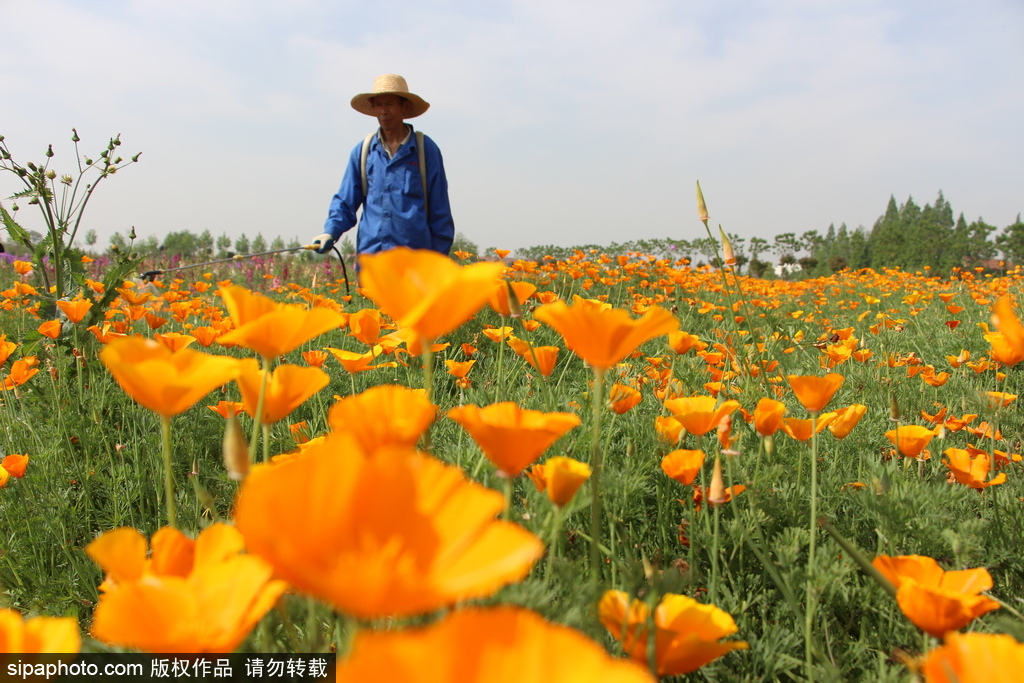 湖北孝感：鮮花盛開五彩繽紛 春風和煦游人醉