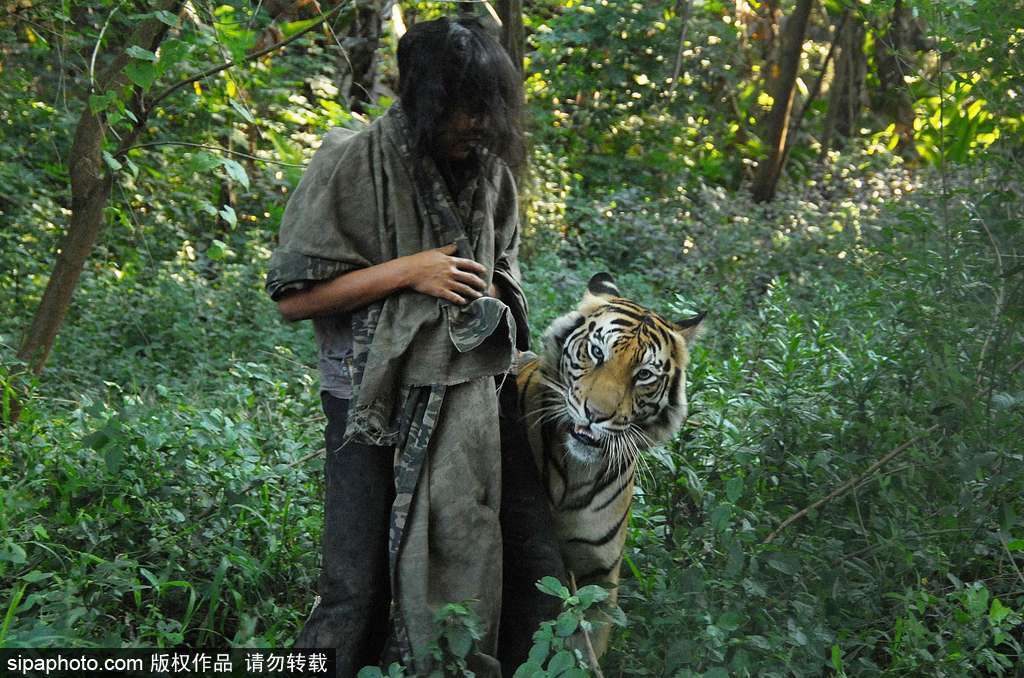 人與自然相處模式 印尼男子養老虎親密無間