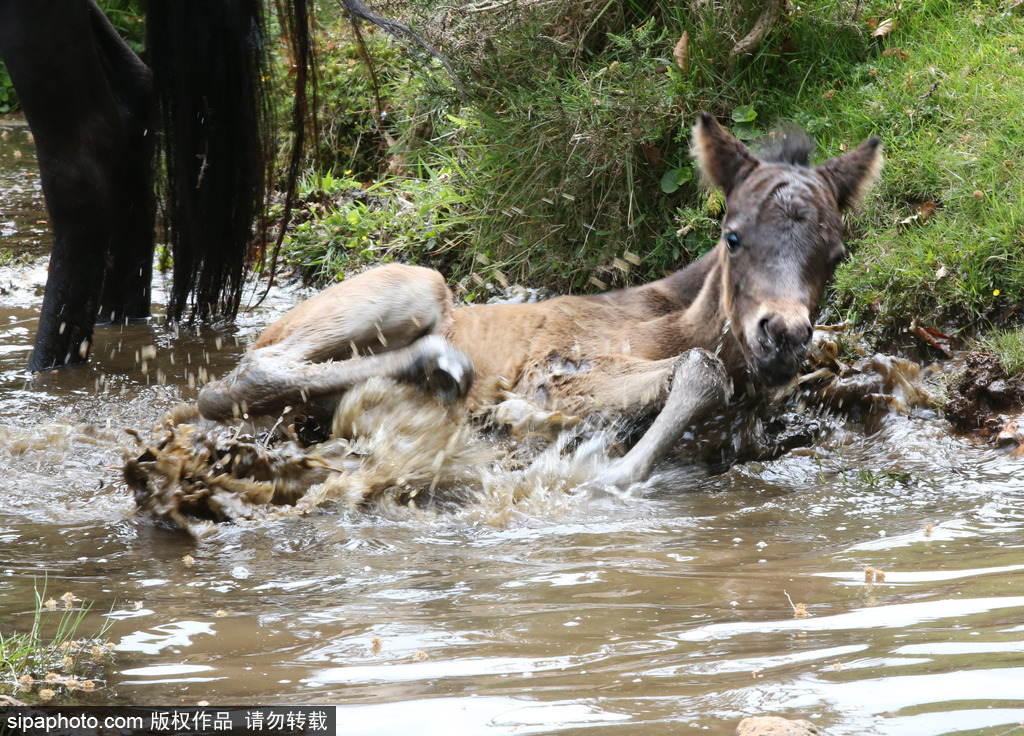 英國：剛出生小馬駒高溫難耐 河中打滾降溫樂壞了