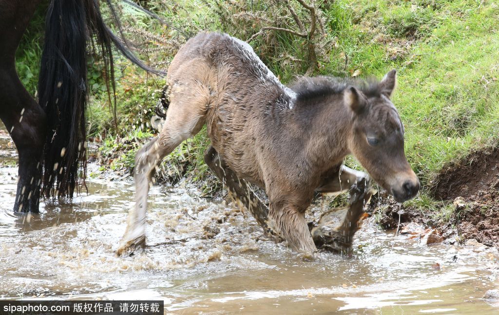 英國：剛出生小馬駒高溫難耐 河中打滾降溫樂壞了