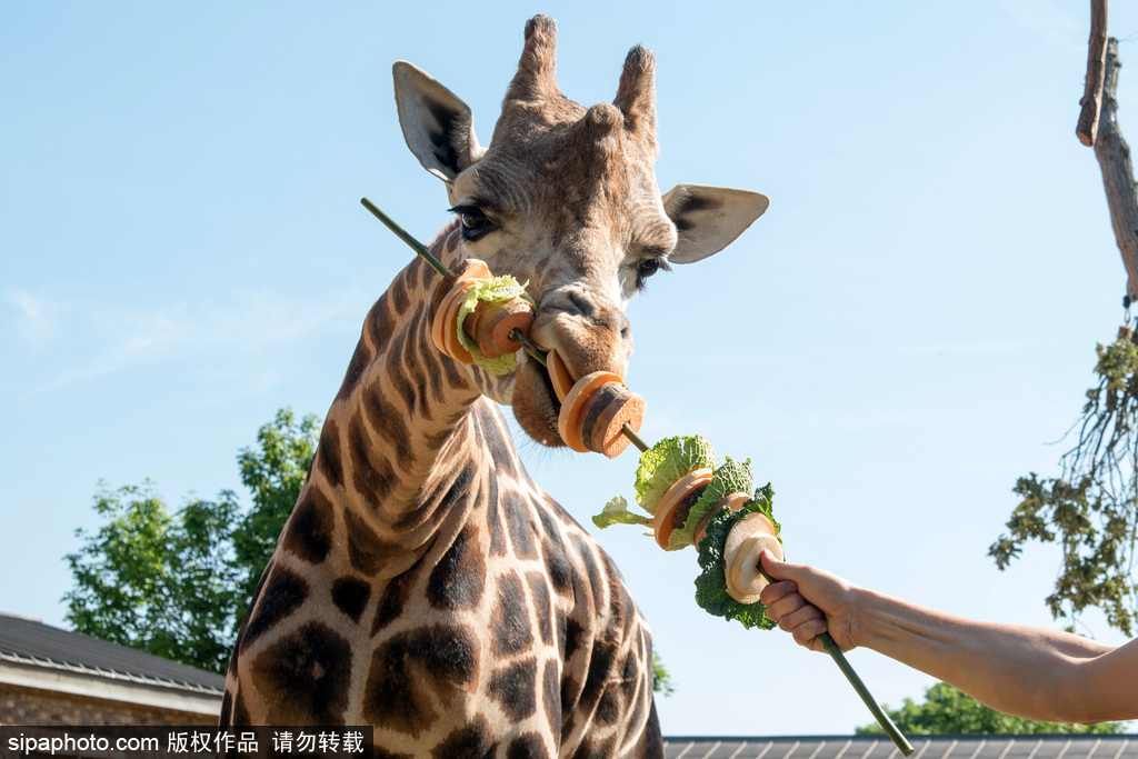 倫敦動物園長頸鹿吃巨型蔬菜串 可愛呆萌