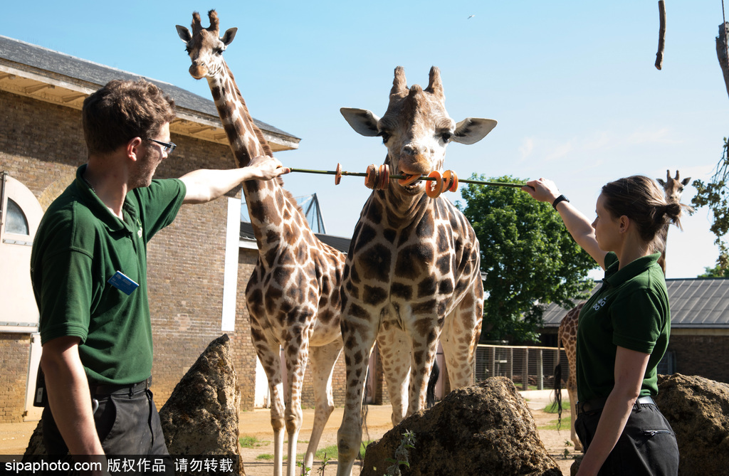 倫敦動物園長頸鹿吃巨型蔬菜串 可愛呆萌