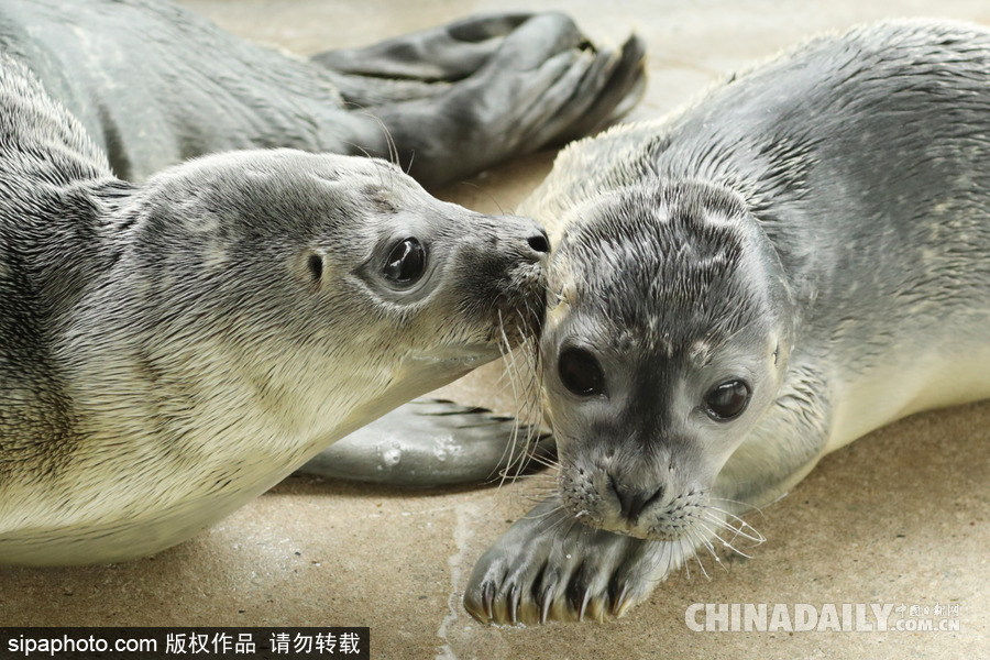 楚楚可憐小眼神 德國海豹“孤兒”將被放歸海洋