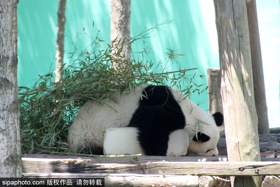 山東榮成：炎熱難耐 萌噠噠大熊貓抱著冰塊午休