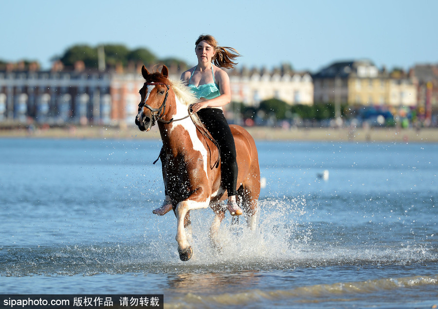 高溫來襲動物也怕三伏天 騎手牽馬兒海中行走愜意十足