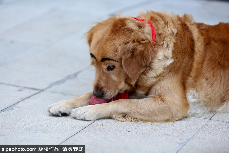 太拉風(fēng)！沈陽一金毛犬被紋眉 酷似蠟筆小新