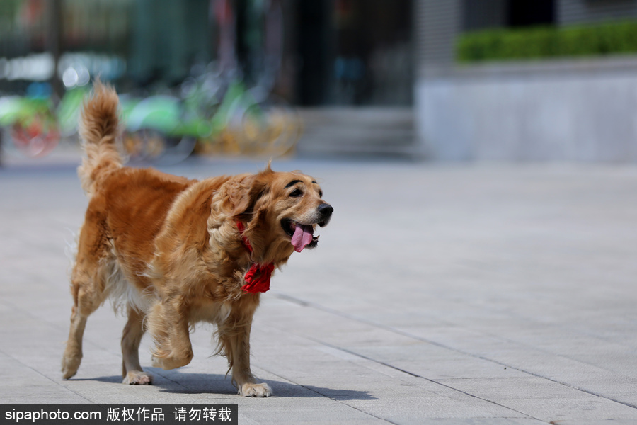 太拉風！沈陽一金毛犬被紋眉 酷似蠟筆小新