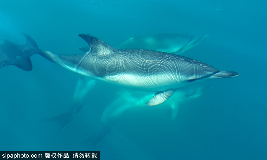 藍到“發光” 海豚外表竟擁有“藝術線條”神奇絕美