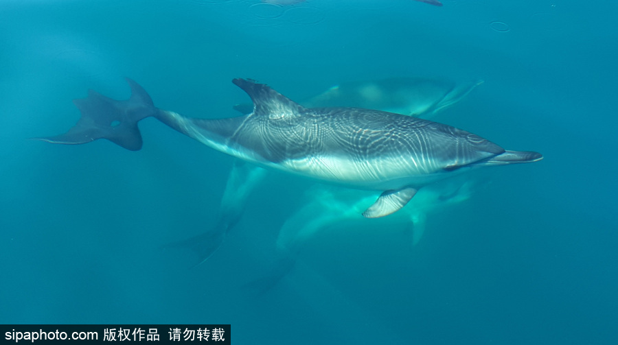 藍(lán)到“發(fā)光” 海豚外表竟擁有“藝術(shù)線條”神奇絕美