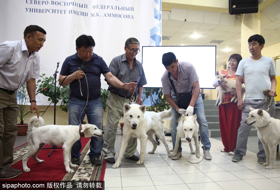 看看活潑可愛的克隆雅庫特萊卡犬 俄羅斯與韓國攜手培育打造