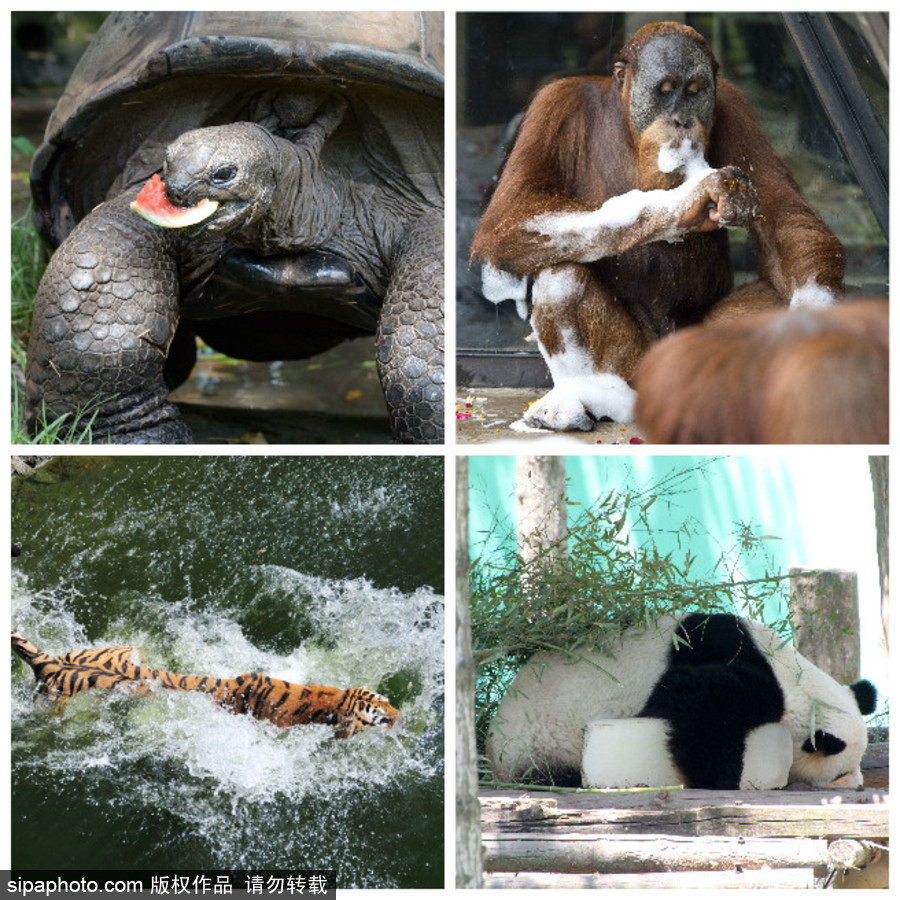 動物也瘋狂！炎炎夏日動物解暑降溫也賣萌