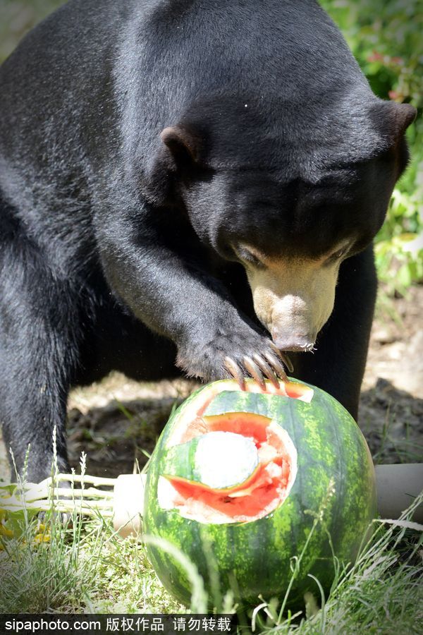 動物也瘋狂！炎炎夏日動物解暑降溫也賣萌