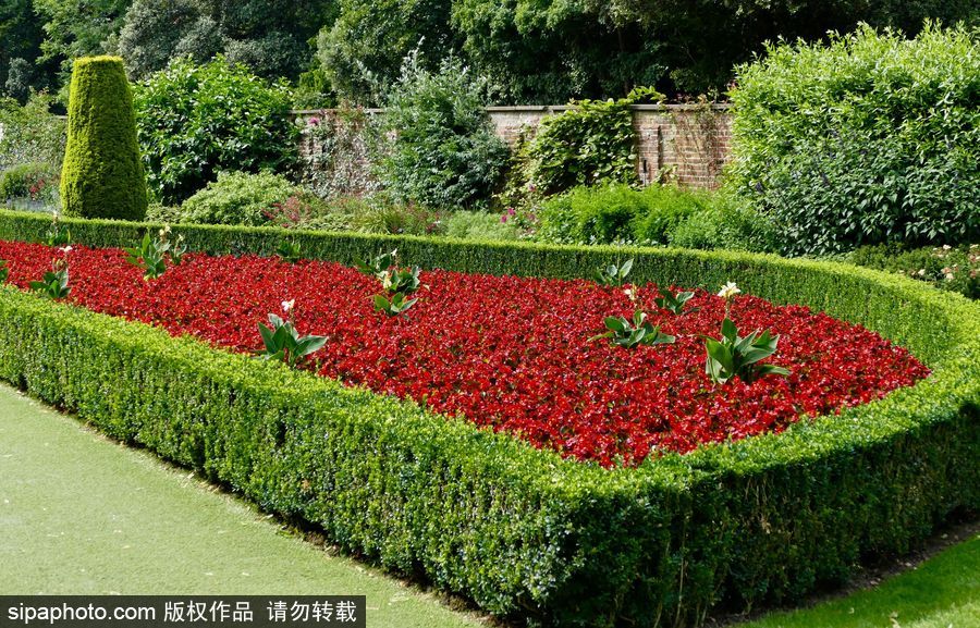 永不凋謝的鮮花 英國(guó)克萊夫登莊園內(nèi)現(xiàn)蠟質(zhì)秋海棠