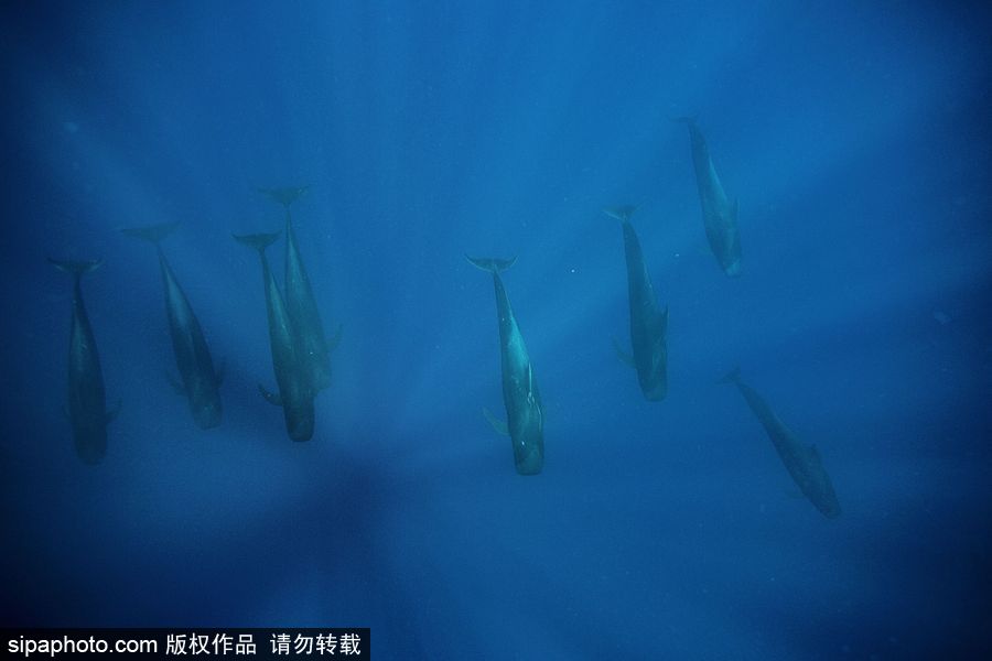 來(lái)自海洋深處的震撼力 湯加海底世界絕美大片