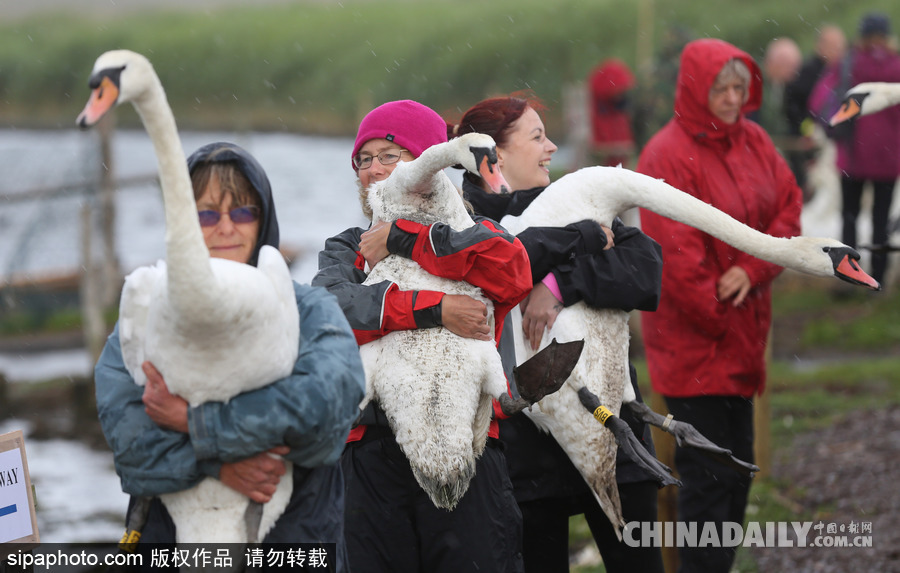 英國：白天鵝大“派對” 匯聚飼養場場面十分壯觀