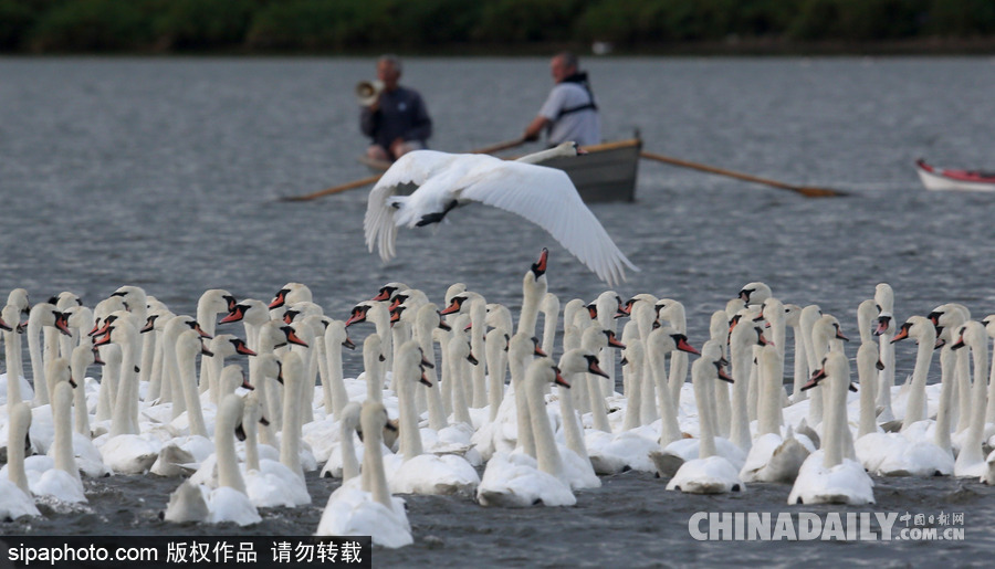 英國：白天鵝大“派對” 匯聚飼養場場面十分壯觀