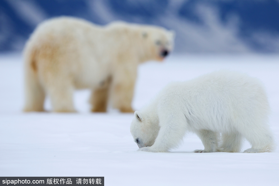 靜謐天地之間 冰天雪地中的北極熊和幼崽