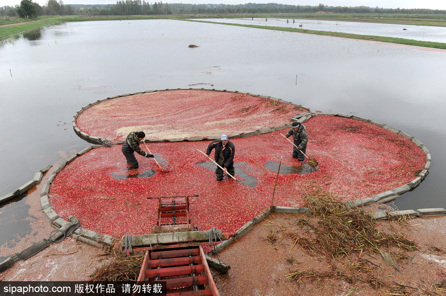 白俄羅斯布列斯特地區(qū)迎蔓越莓收獲季節(jié) 采收工作繁忙盛況空前