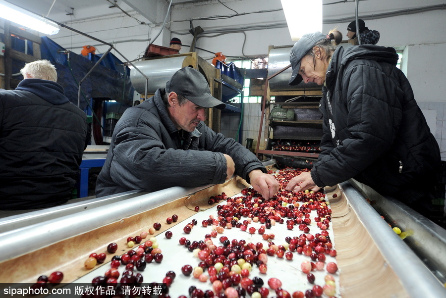 白俄羅斯布列斯特地區迎蔓越莓收獲季節 采收工作繁忙盛況空前