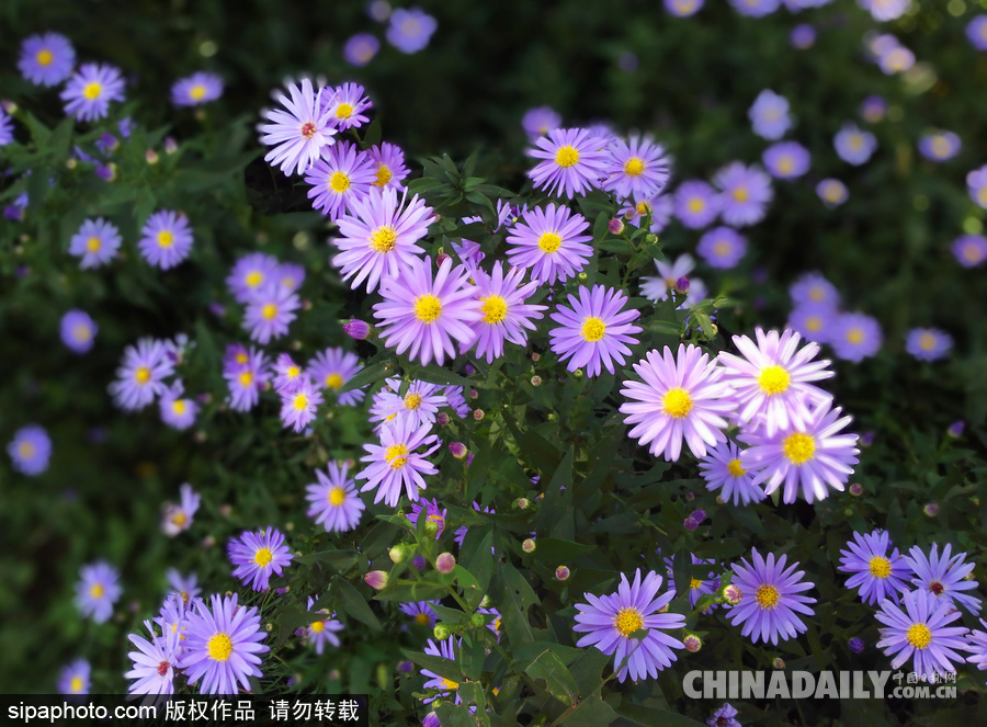 北京頤和園秋色美 小花爛漫惹人醉