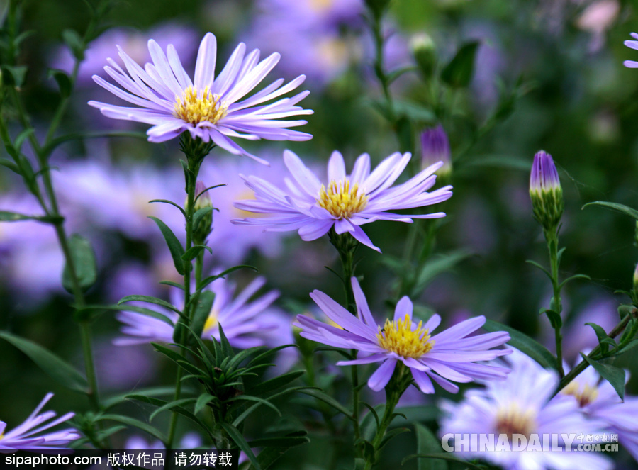 北京頤和園秋色美 小花爛漫惹人醉