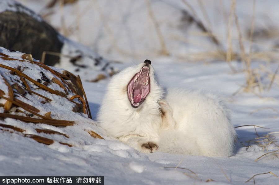 純凈的北方國度 加拿大冬日風光