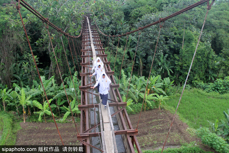 印尼學生驚險上學路 超窄木板吊橋穿叢林