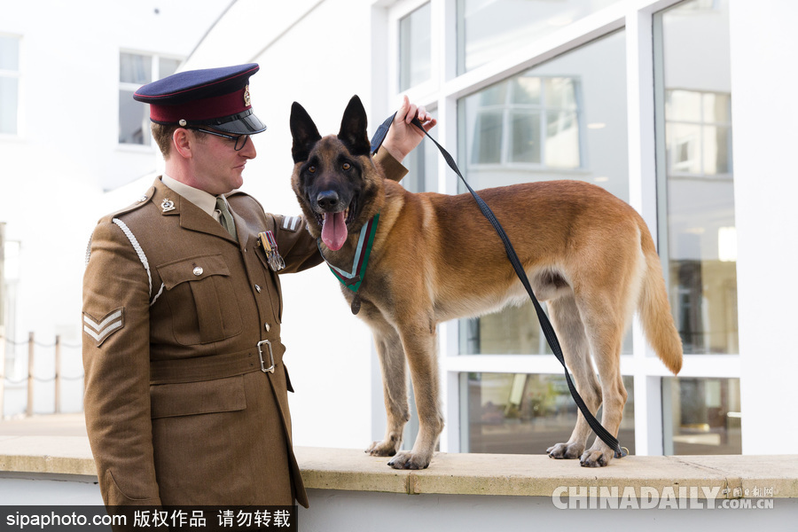 狗生巔峰 英國一只馬里努阿犬被授予維多利亞十字勛章