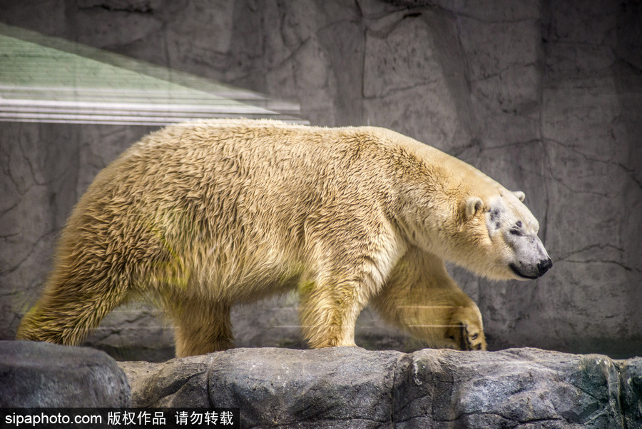 探訪巴西水族館中的北極熊 水中嬉戲玩耍萌態畢露