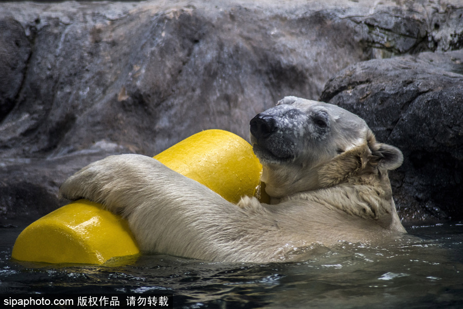 探訪巴西水族館中的北極熊 水中嬉戲玩耍萌態畢露