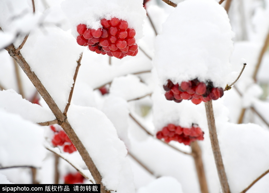 生活在冰雪童話之中 白俄羅斯鄉村冬雪覆蓋