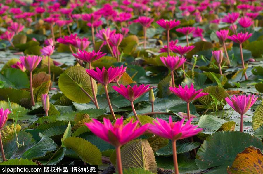 孟加拉國“睡蓮水道” 徜徉花海景象絕美