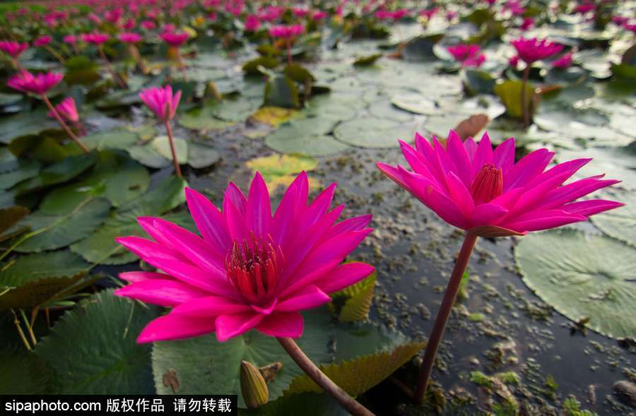 孟加拉國“睡蓮水道” 徜徉花海景象絕美