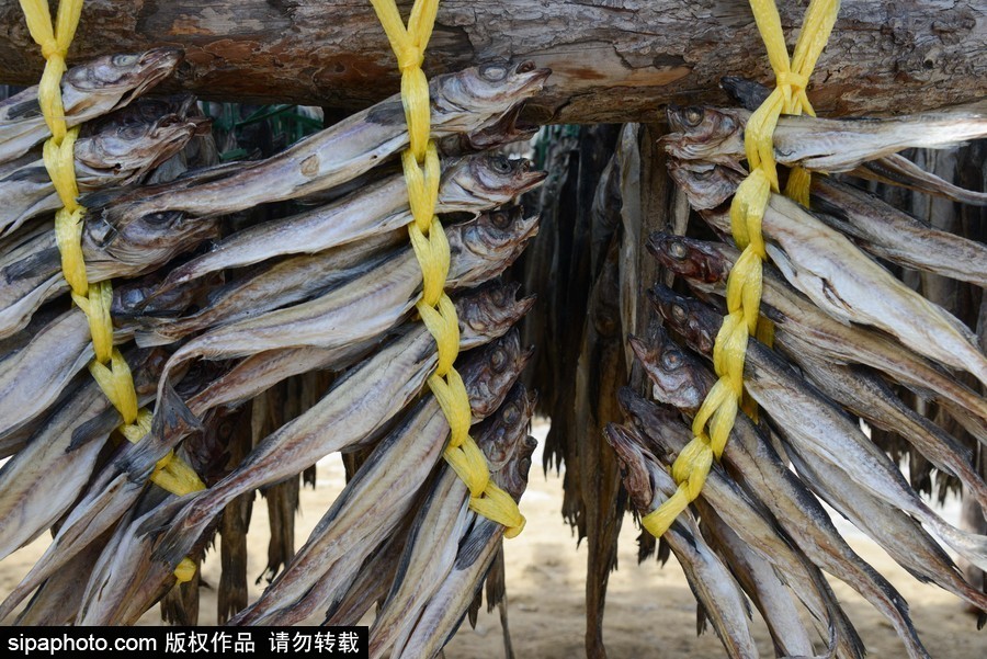 2018平昌冬奧會：場館外晾曬干鱈魚 場面壯觀