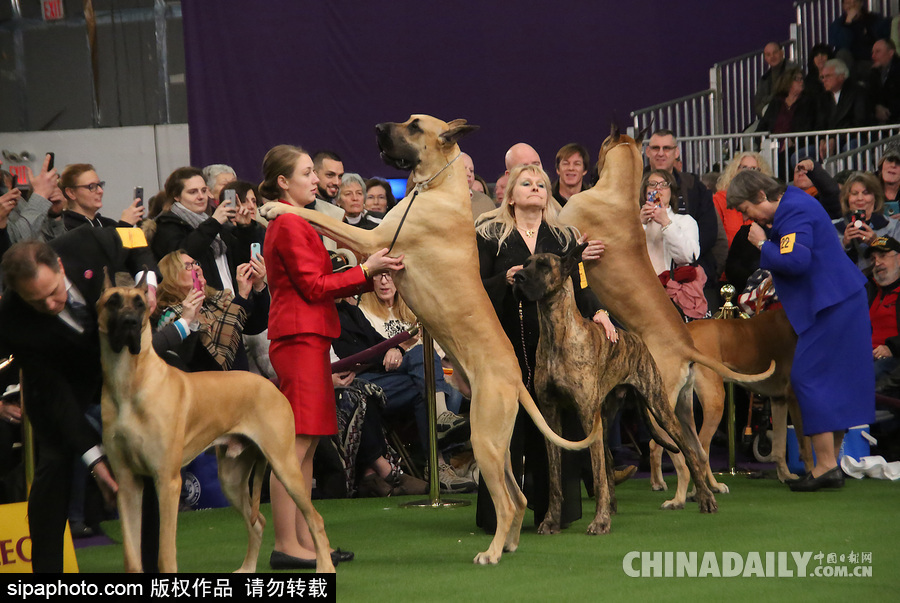 威斯敏斯特142屆狗展開幕 萌犬與主人互動樂趣十足