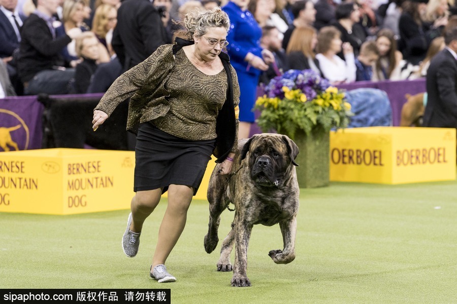 威斯敏斯特142屆狗展開幕 萌犬與主人互動樂趣十足