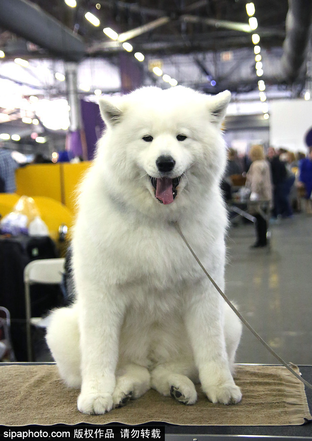 威斯敏斯特142屆狗展開幕 萌犬與主人互動樂趣十足