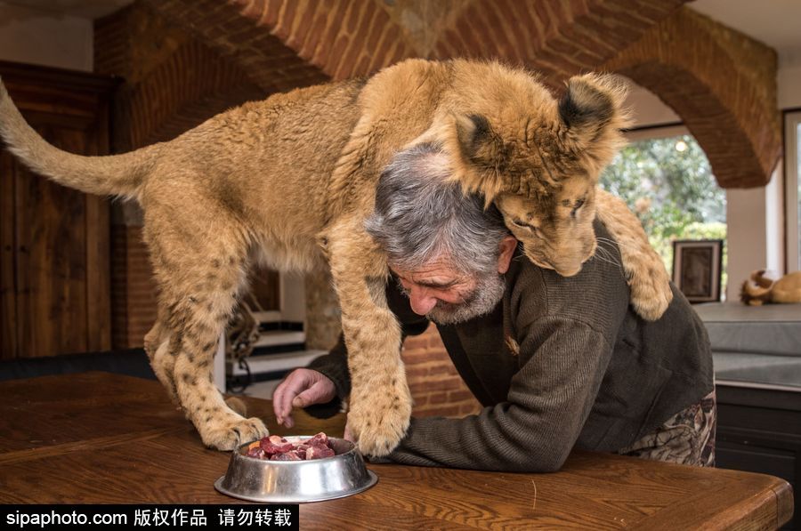 法國夫妻養(yǎng)獅子幼崽 恩愛日常令人艷羨